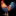 🐓